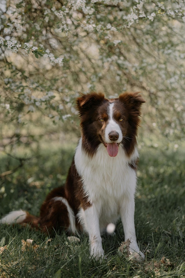 A border collie sitting in front of a tree