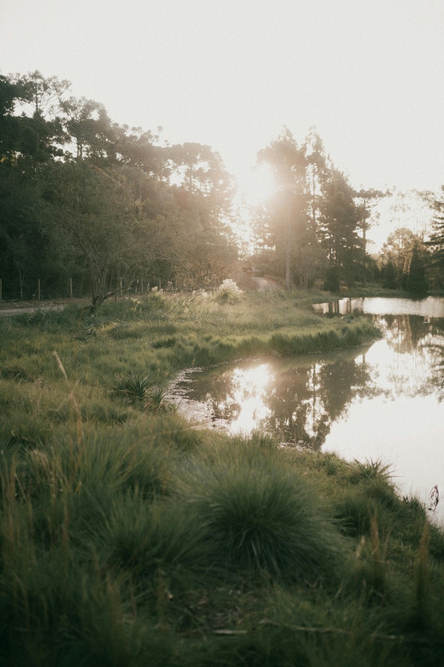 A river is surrounded by tall grass and trees